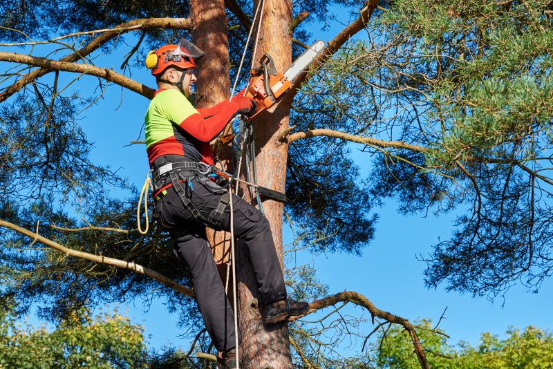Commercial Tree Service