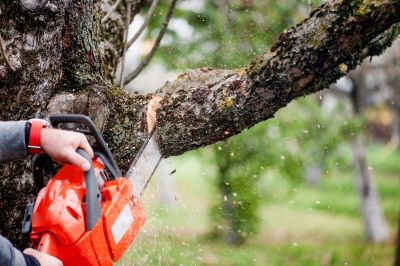 Residential Tree Service