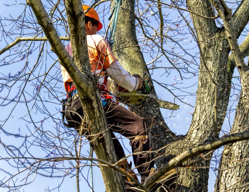 Tree Cabling Service